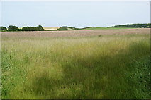 TR1264 : Field of grass north of Clowes Wood by Bill Boaden
