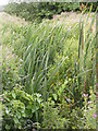 Bulrushes growing in the stream