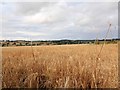 Fields north of Wykham Lane