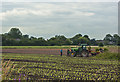 Planting lettuce