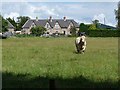 Bull and cottages at Crailinghall