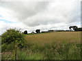NZ1749 : View of Maiden Hall Farm by Robert Graham