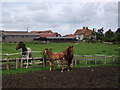 Horses at Ufton Hill Farm