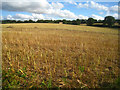SU5949 : Harvested oilseed rape field by ad acta