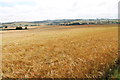 TF2874 : Crop Fields near Manor Farm by J.Hannan-Briggs