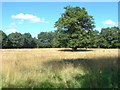 Field alongside Church Lane