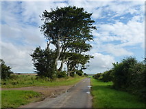 TF7442 : Trees on the brow of the hill, Choseley Road near Thornham by Richard Humphrey