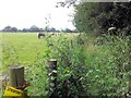 A very overgrown footpath near Drinkstone Green