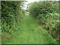 Grassy path high above Lydbrook