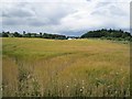 Ripening barley