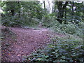 Maes-y- Pwll woodland path 1