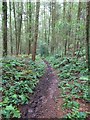 Footpath through Briary Wood