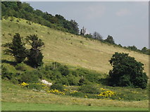 TQ1850 : North Downs Above Betchworth Park by Colin Smith