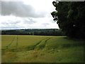 Fields east of Cortachy