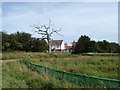 Dead tree new house