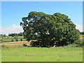 Copse concealing the lime kilns at Green Carts