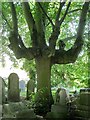 Weeping Silver Lime, London Road Cemetery