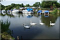 Swans on the Great Stour