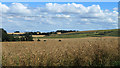 2012 : Ripening wheat south of Wedhampton