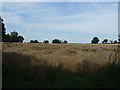 Farmland, Carlton Scroop