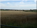 Farmland off Risewood Lane