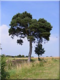 TM3674 : Pine Tree next to the Permissive path by Geographer