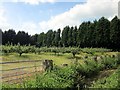 Orchard off Wood Lane near Burwardsley