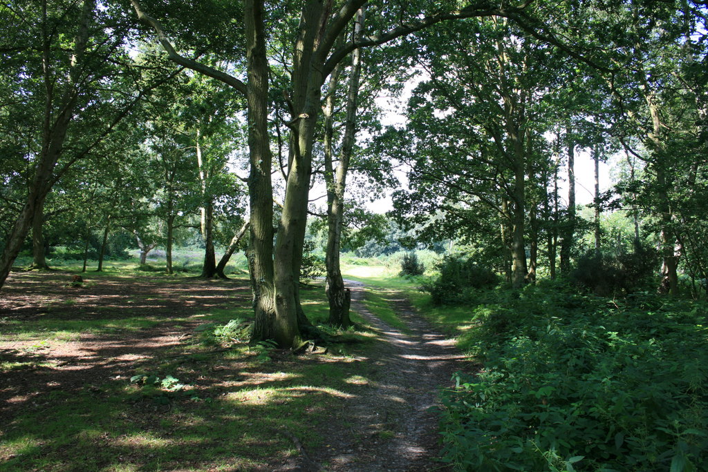 Dappled Light, Galleywood Common © Paul Franks :: Geograph Britain and ...