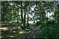 Dappled Light, Galleywood Common