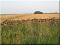 Knapweed, drystone wall, wheatfield and plantation