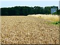 SU0698 : Wheat crop near Driffield Cross Roads, Gloucestershire by Brian Robert Marshall