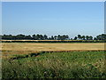 Farmland east of Buckminster