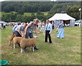 Sheep judging