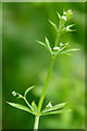 Cleavers or Goosegrass (Galium aparine), Den of Alyth