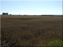 SK8420 : Farmland near Garthorpe by JThomas