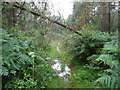 Woodland path through Parson