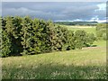 Plantation and meadow near Blaithwaite