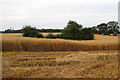 Tree ringed pond in an Oat field