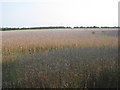 Field of poppies