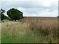 SK8403 : Oilseed rape field, east of Brooke Road by Christine Johnstone