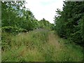 Overgrown track through woodland