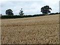 Hedged wheatfield with trees beyond