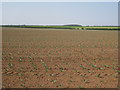 View towards Sweatinghouse Plantation