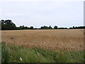 TM4162 : Wheat Field off The Green by Geographer