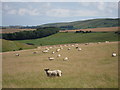 TQ3710 : Sheep near Balmer Down by Oast House Archive