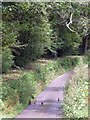 Hen pheasants on Pike Hill