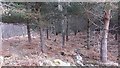 Young pine wood in Glen Lyon