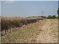 TF0757 : Harvesting oilseed rape near Scopwick by Jonathan Thacker
