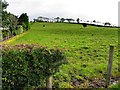 Cows in a field, Fernaghandrum