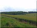 Green trees and green grain